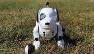 Zoomer The Interactive Robotic Dog Review
