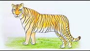 How to draw a tiger - step by step drawing
