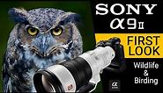 Sony Alpha A9II PREVIEW | Bird and wildlife photography photo review and first look