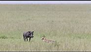 Warthog staring at its predator