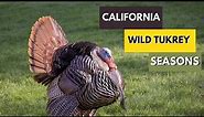 California Wild Turkey Hunting Season