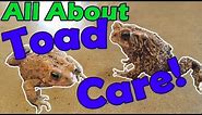 How to Take Care of Toads!