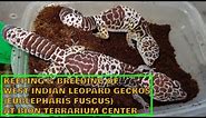 West Indian leopard geckos (Eublepharis fuscus): keeping and breeding at BION Terrarium Center