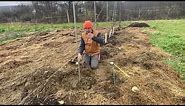 Planting a semi-dwarf apple tree: Digging the Hole!