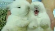 Incredibly Cute Cuddly Furry Rabbits Kissing and Cudling!
