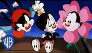 Animaniacs | What a Pun-derful World! 🤡 | Classic Cartoon Compilation | WB Kids