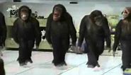 Happy Birthday, Dancing Chimps Style!
