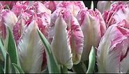 Tulip "Silver Parrot" - Rosy Pink and White Ruffled - DutchGrown.com