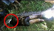 Giant Snake Eats Man Alive