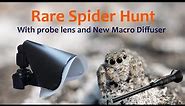 Search for a Rare Spider: Distinguished Jumping Spider with the new Macro Diffuser and Probe lens