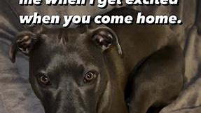 So heartwarming and heartbreaking. I wish dogs could live forever! Cute dog story and message from your dog. #dogstory #wholesome #doglover | scalapets
