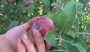 Empire Apples at Kimmel Orchard