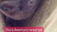 The Endangered Florida bonneted bat has the smallest range of all American bats- South Florida- and is continuing to lose habitat due to urbanization. floridabonnetedbat.org | Bat Conservation International
