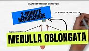 2-Minute Neuroscience: Medulla Oblongata