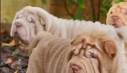 Fascinating Facts about the Chinese Shar Pei