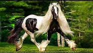 RAREST Horse Breeds In The World!
