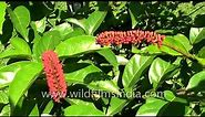 Combretum rotundifolium or Monkey Brush vine- A local medicinal plant