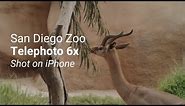 San Diego Zoo - iPhone - Telephoto 6x | SANDMARC