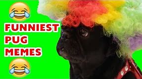 Funniest Cute Pug Memes Compilation Ever