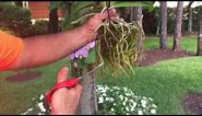 How to attach or hang Orchids to a Tree