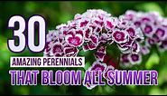 30 Amazing Perennials That Bloom All Summer