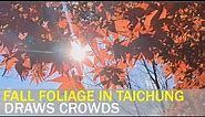 Fall foliage attracts many to Taiwan’s Fushoushan Farm | Taiwan News | RTI