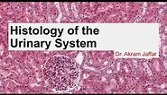 Histology of the urinary system
