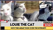 Meet Louie the Viral Driving Cat | How This Meme Took Over the Internet! | Famous News