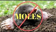How to kill Moles in the Garden or Yard