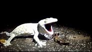 tokay gecko in thailand barking