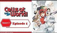 Cells at Work!! S2 Ep 1: All Cells Assemble!!