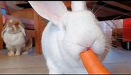 Sweet Rescued Albino Bunny Eating A Carrot