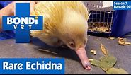 🦔 Rare Albino Echidna | FULL EPISODE | S7E6 | Bondi Vet