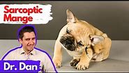 Sarcoptic Mange Scabies in the dog. Dr. Dan explains.