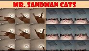 Mr. Sandman Cats Compilation