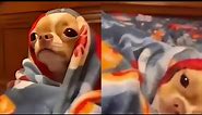 Dog lying down in blanket Video Meme