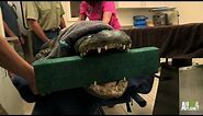 Split Jaw Alligator Heads to Surgery | Gator Boys
