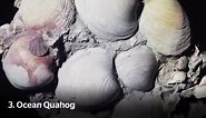 It's a clamity! Ming the clam, the world's oldest animal, killed at 507 years old by scientists trying to tell how old it was