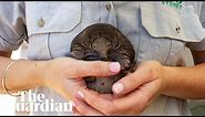 Short-beaked Echidna puggle born at Taronga zoo