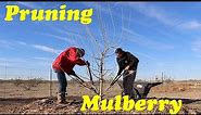 Pruning Mulberry Trees for Size, Shape and Production