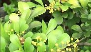 Aglaia Odorata Or Chinese Perfume Plant (Tropical)