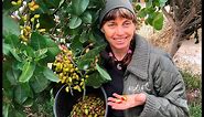 Pistachio: Growing pistachio trees and harvesting your crop in Melbourne