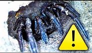 Funnel Web Style Spider Infestation Found 200 Deadly Spider Nests EDUCATIONAL VIDEO