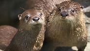 Baby otters at Stone Zoo