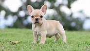 How Big Do French Bulldogs Get?