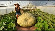 Tumwater teacher looks to harvest world record title for best & biggest squash grower