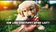 How Long Does Puppy Biting Last?