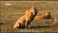 Funny lion laughing
