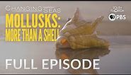 Mollusks: More than a Shell | Changing Seas