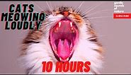 Cats Meowing Loudly (10 hours) compilation